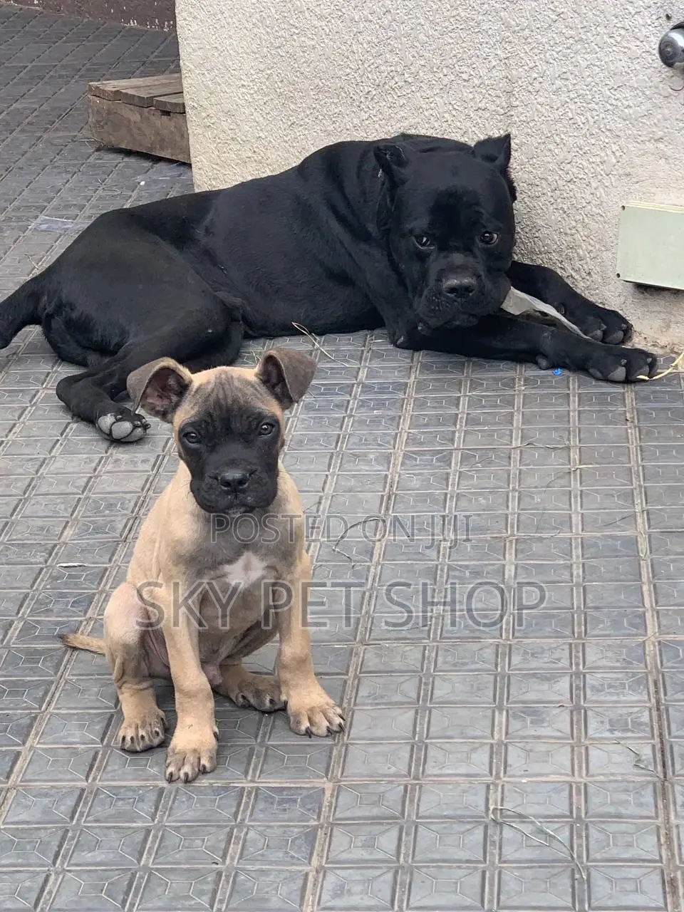 1-3 months Male Purebred Boerboel