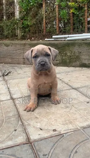 1-3 months Male Purebred Boerboel