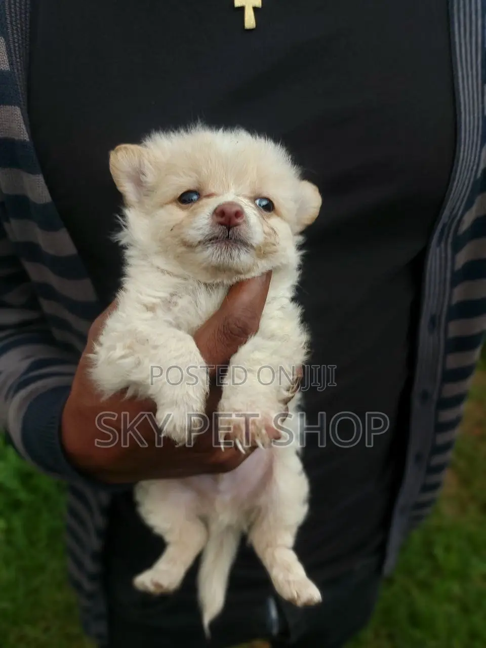 1-3 months Male Purebred Maltese