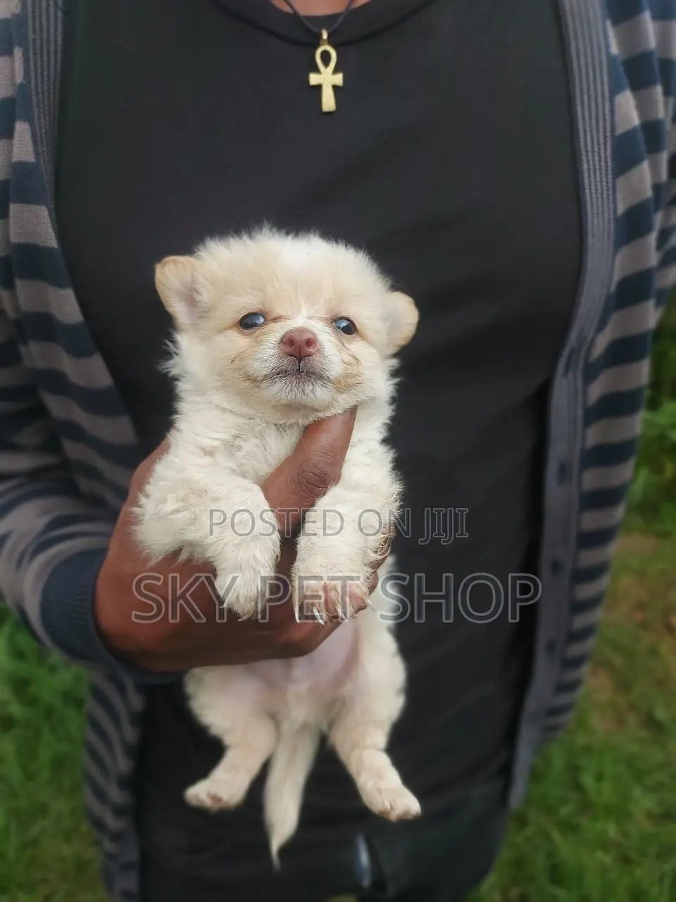 1-3 months Male Purebred Maltese