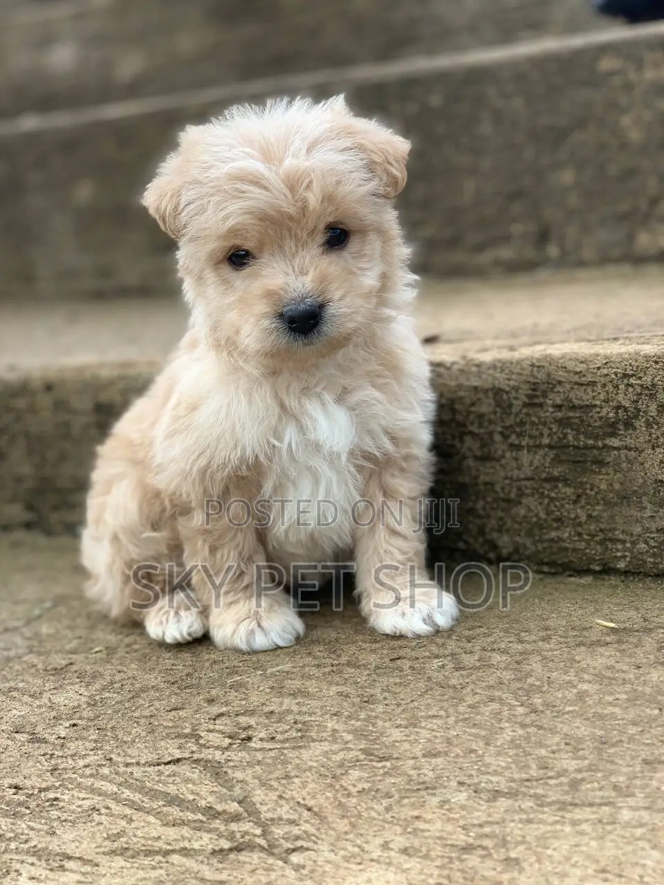 1-3 months Male Purebred Maltese