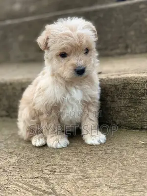 1-3 months Male Purebred Maltese