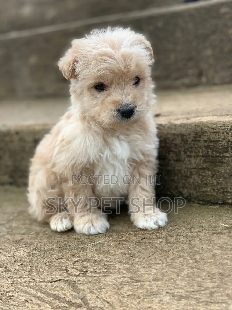 1-3 months Male Purebred Maltese