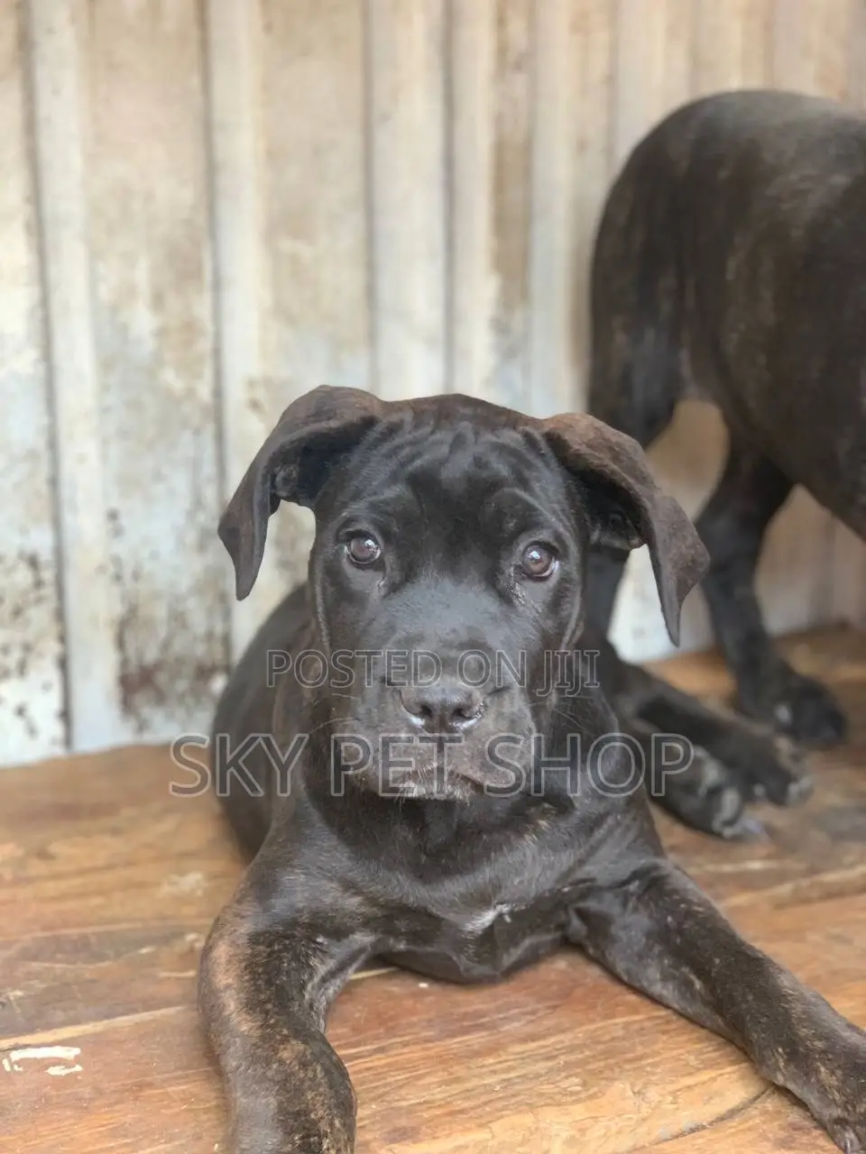 1-3 months Male Purebred American Pit Bull Terrier