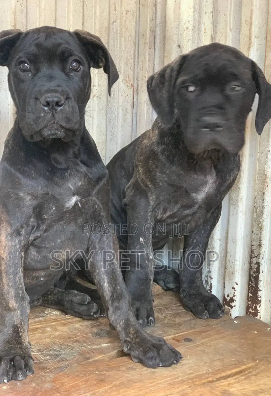 1-3 months Male Purebred Mastiff