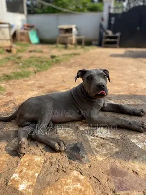 1-3 months Male Purebred Mastiff