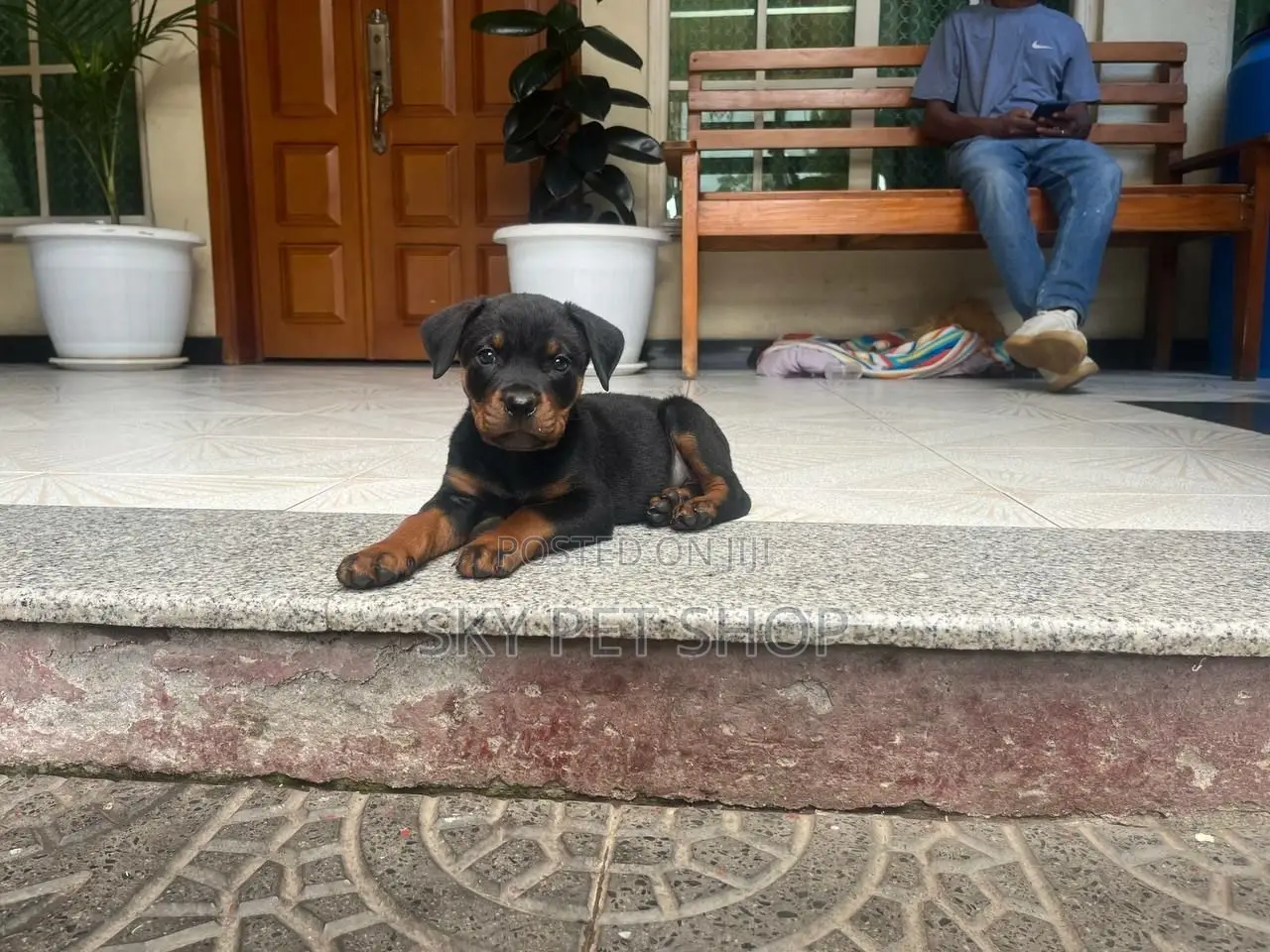 1-3 months Male Purebred Rottweiler