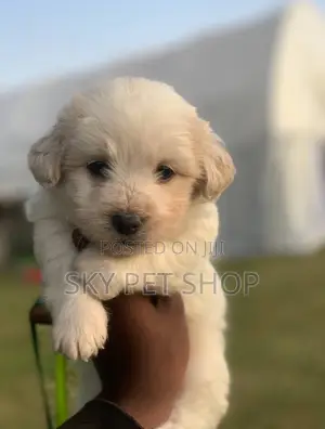 1-3 months Male Purebred Maltese