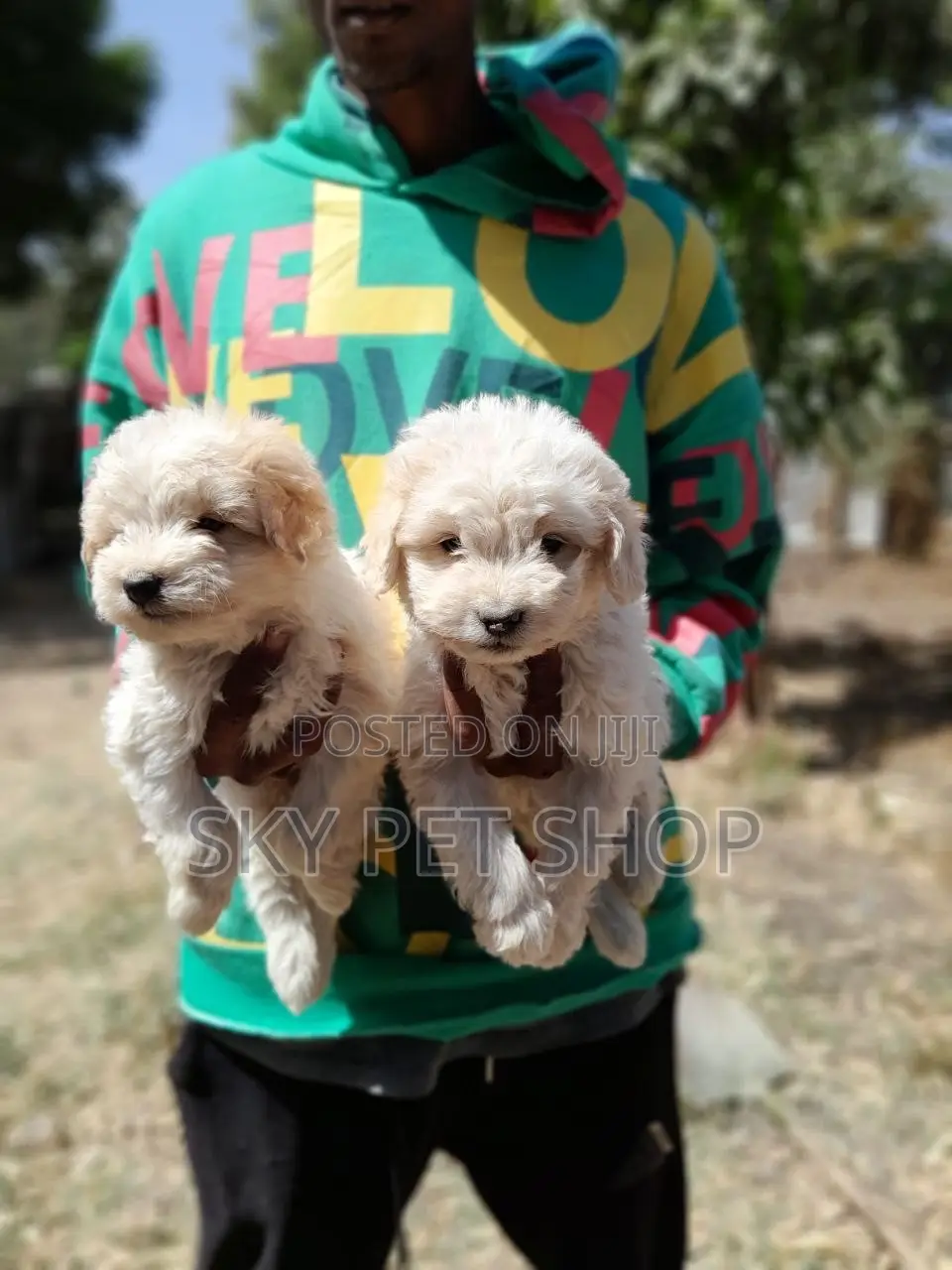 1-3 months Male Purebred Maltese