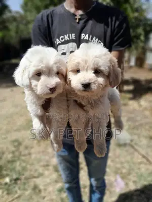1-3 months Male Purebred Maltese