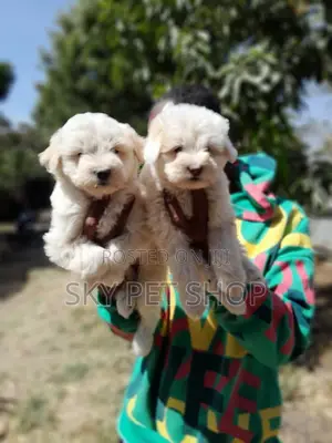 1-3 months Male Purebred Maltese