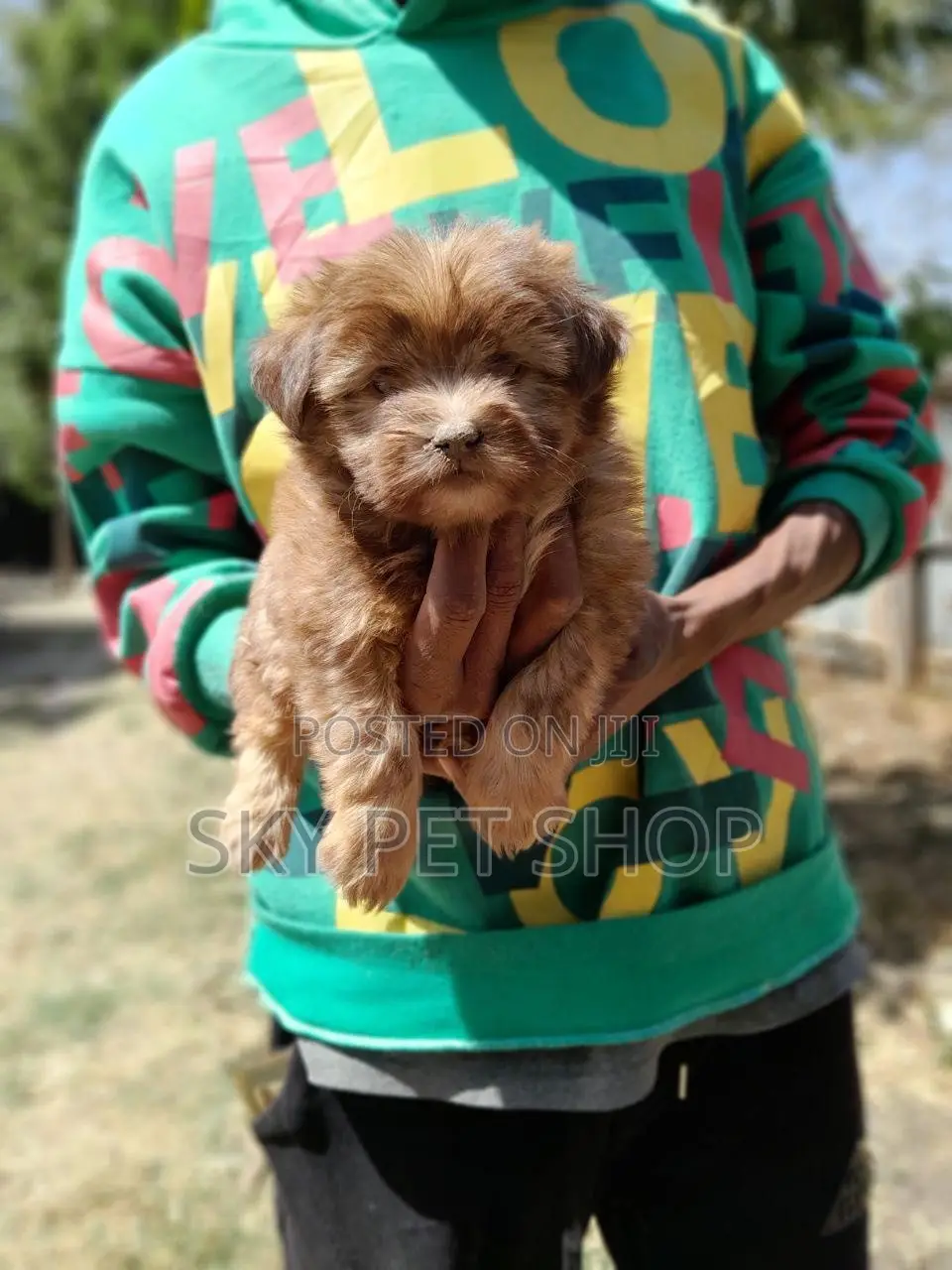 1-3 months Male Purebred Maltese