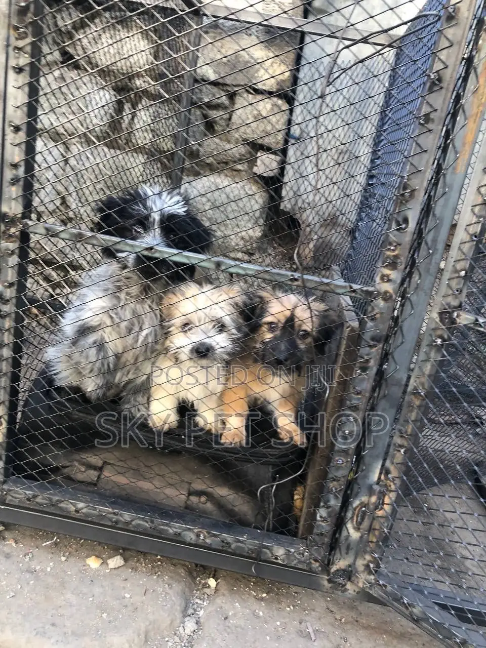 1-3 months Male Purebred Maltese