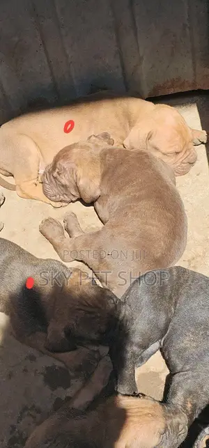1-3 months Male Purebred Boerboel