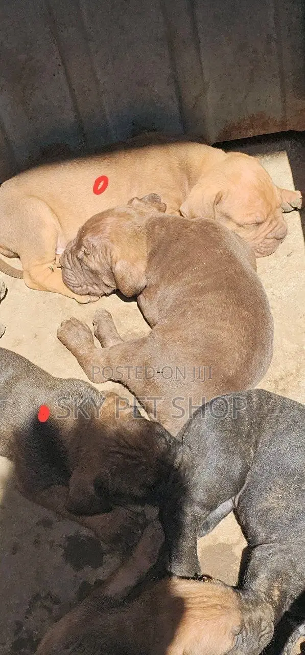 1-3 months Male Purebred Boerboel