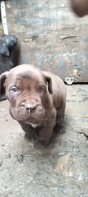 1-3 months Male Purebred Boerboel