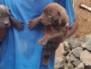 1-3 months Male Purebred Boerboel