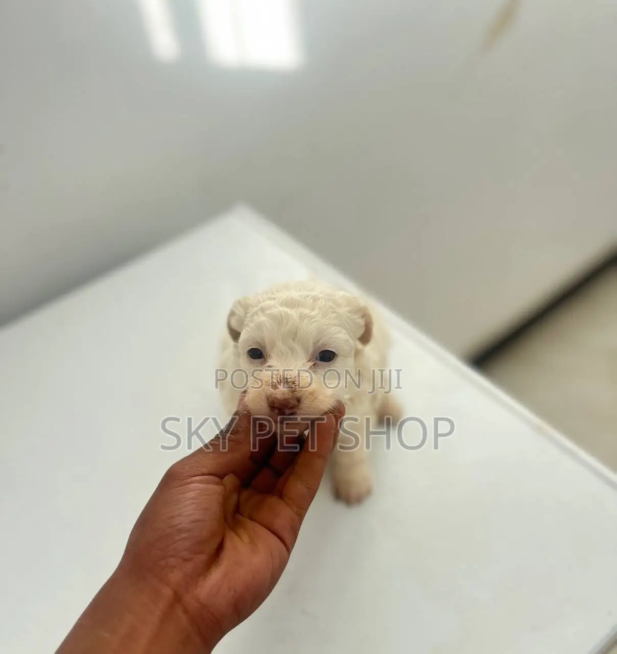 1-3 months Male Purebred Maltese