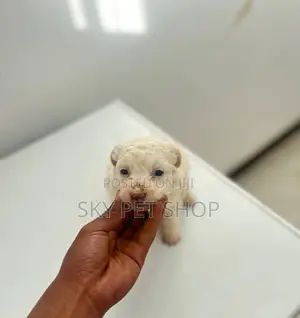1-3 months Male Purebred Maltese