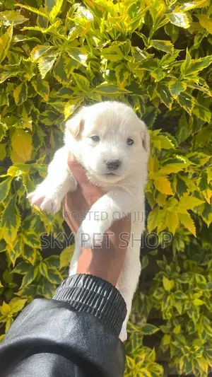 1-3 months Male Purebred Maltese
