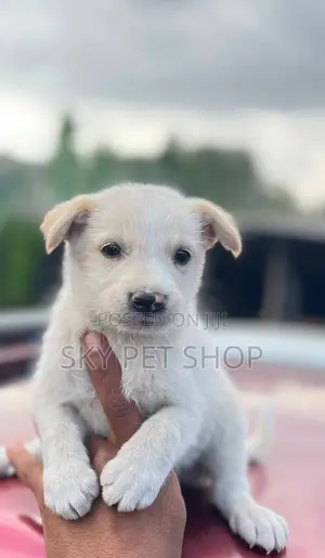 1-3 months Male Mixed Breed Maltese