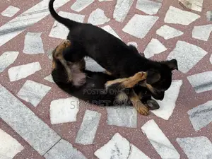 1-3 months Female Purebred German Shepherd