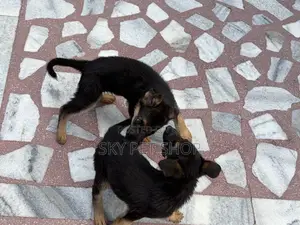 1-3 months Male Purebred German Shepherd