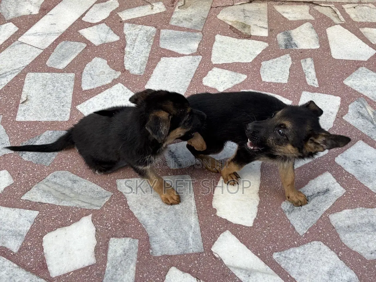 1-3 months Male Purebred German Shepherd