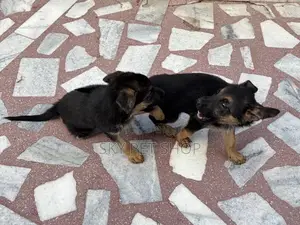 1-3 months Male Purebred German Shepherd