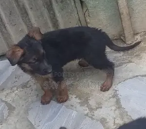 1-3 months Male Purebred German Shepherd
