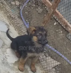 1-3 months Male Purebred German Shepherd