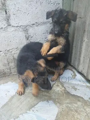 1-3 months Male Purebred German Shepherd