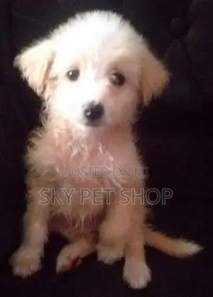 3-6 months Male Purebred Maltese