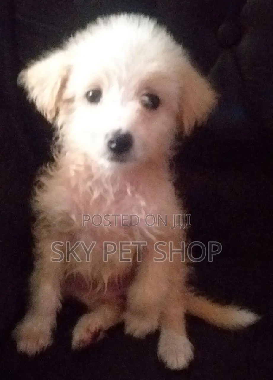 3-6 months Male Purebred Maltese