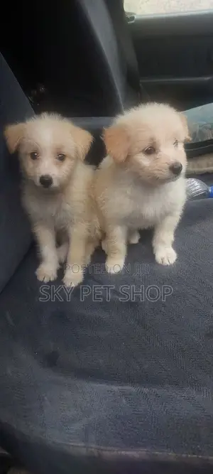 1-3 months Male Purebred Maltese