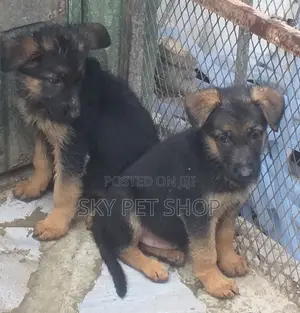 1-3 months Female Purebred German Shepherd