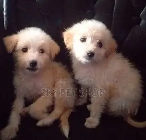 1-3 months Male Purebred Maltese