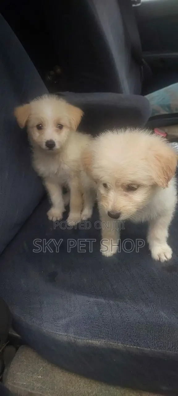 1-3 months Male Purebred Maltese