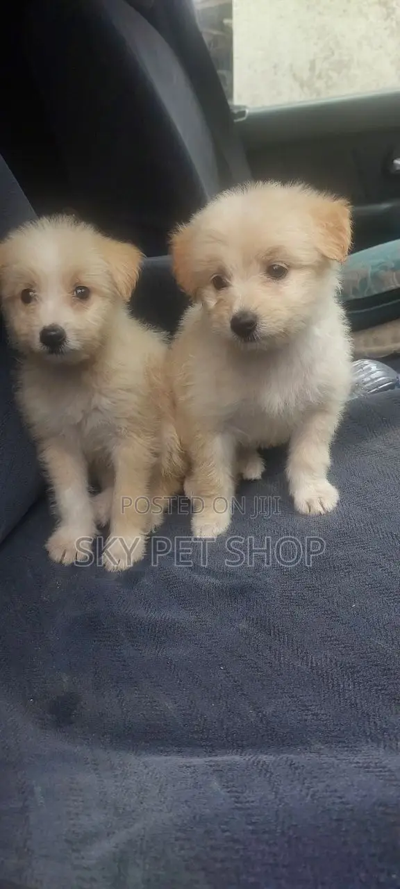 1-3 months Male Purebred Maltese
