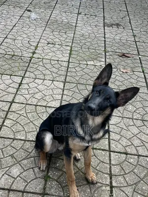3-6 months Female Purebred German Shepherd