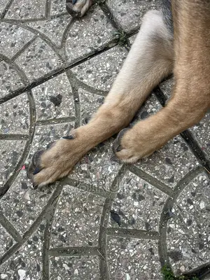 3-6 months Female Purebred German Shepherd