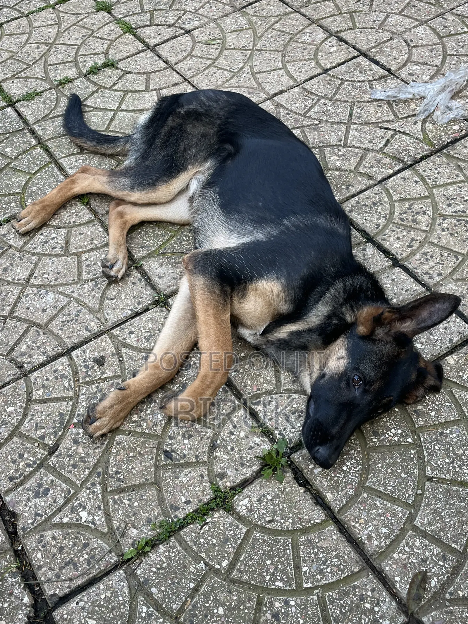 3-6 months Female Purebred German Shepherd