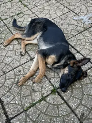 3-6 months Female Purebred German Shepherd