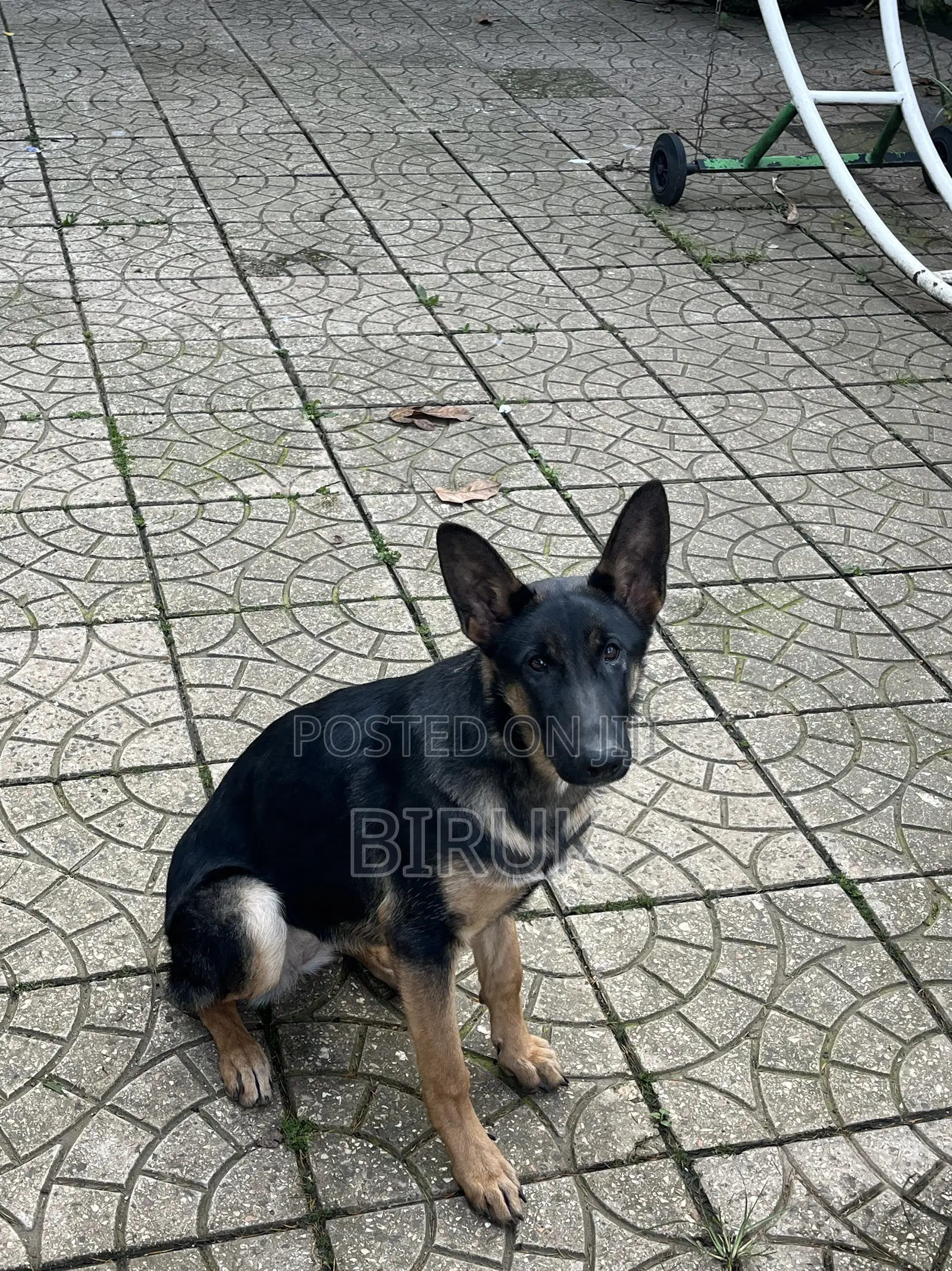 3-6 months Female Purebred German Shepherd