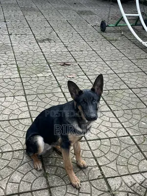 3-6 months Female Purebred German Shepherd
