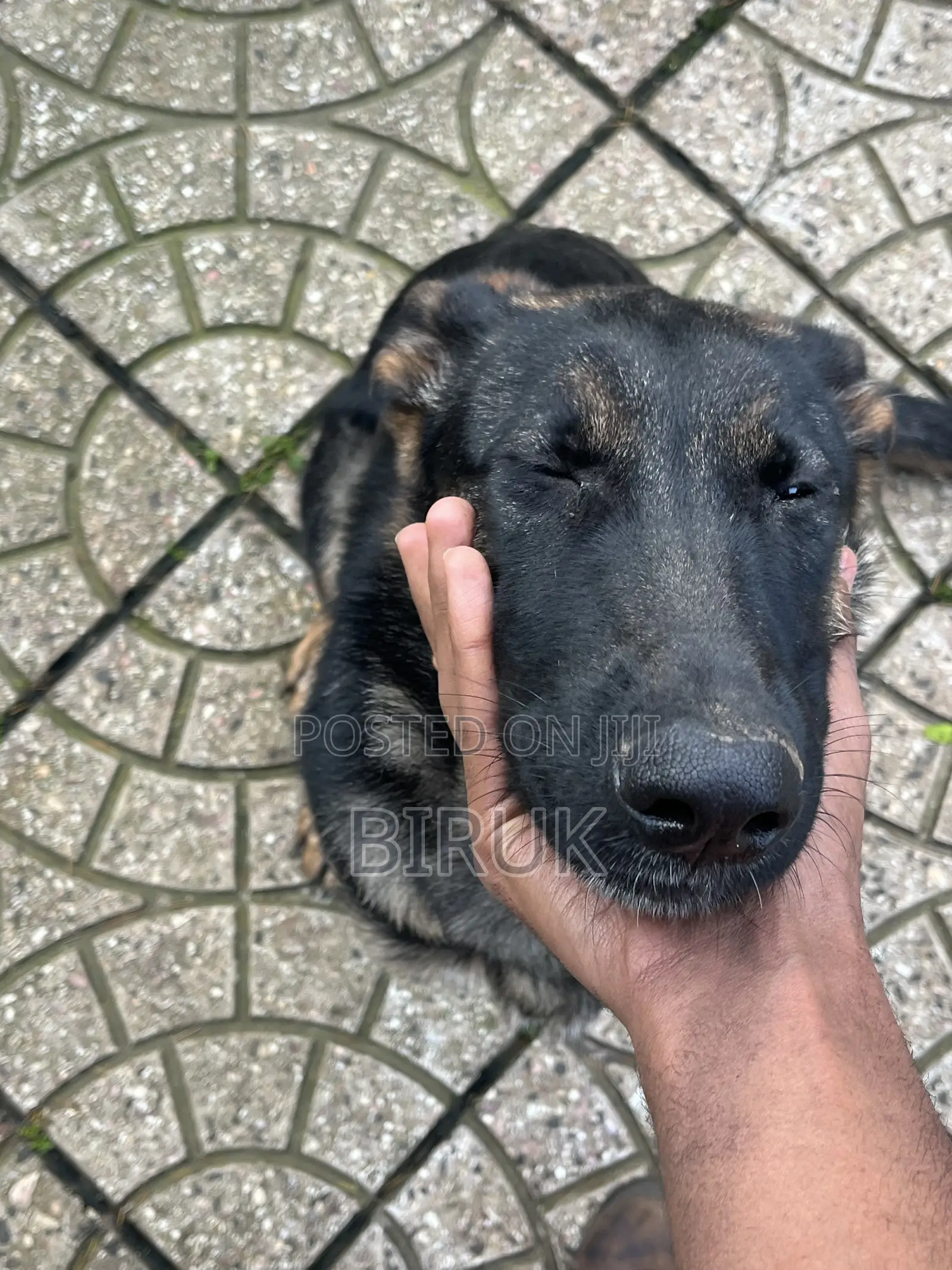 3-6 months Female Purebred German Shepherd