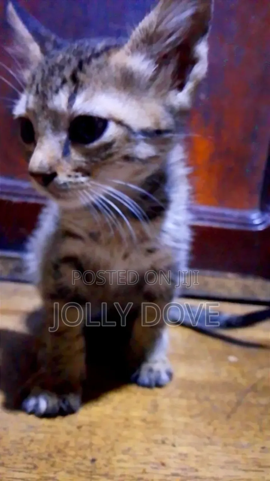 1-3 months Male Mixed Breed Abyssinian