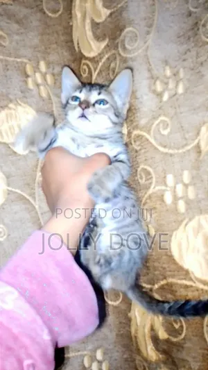 1-3 months Male Mixed Breed Abyssinian