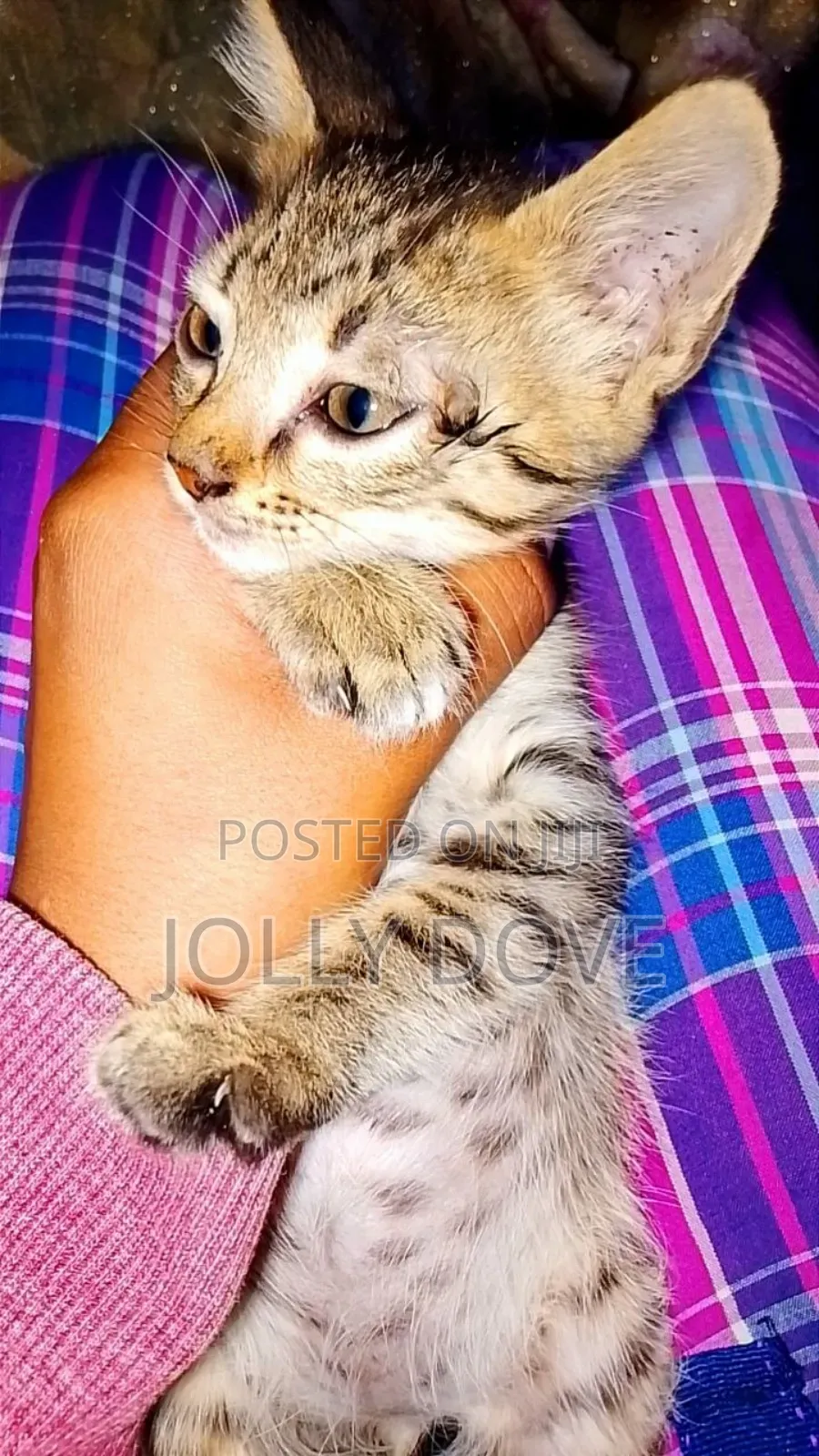 1-3 months Male Mixed Breed Abyssinian