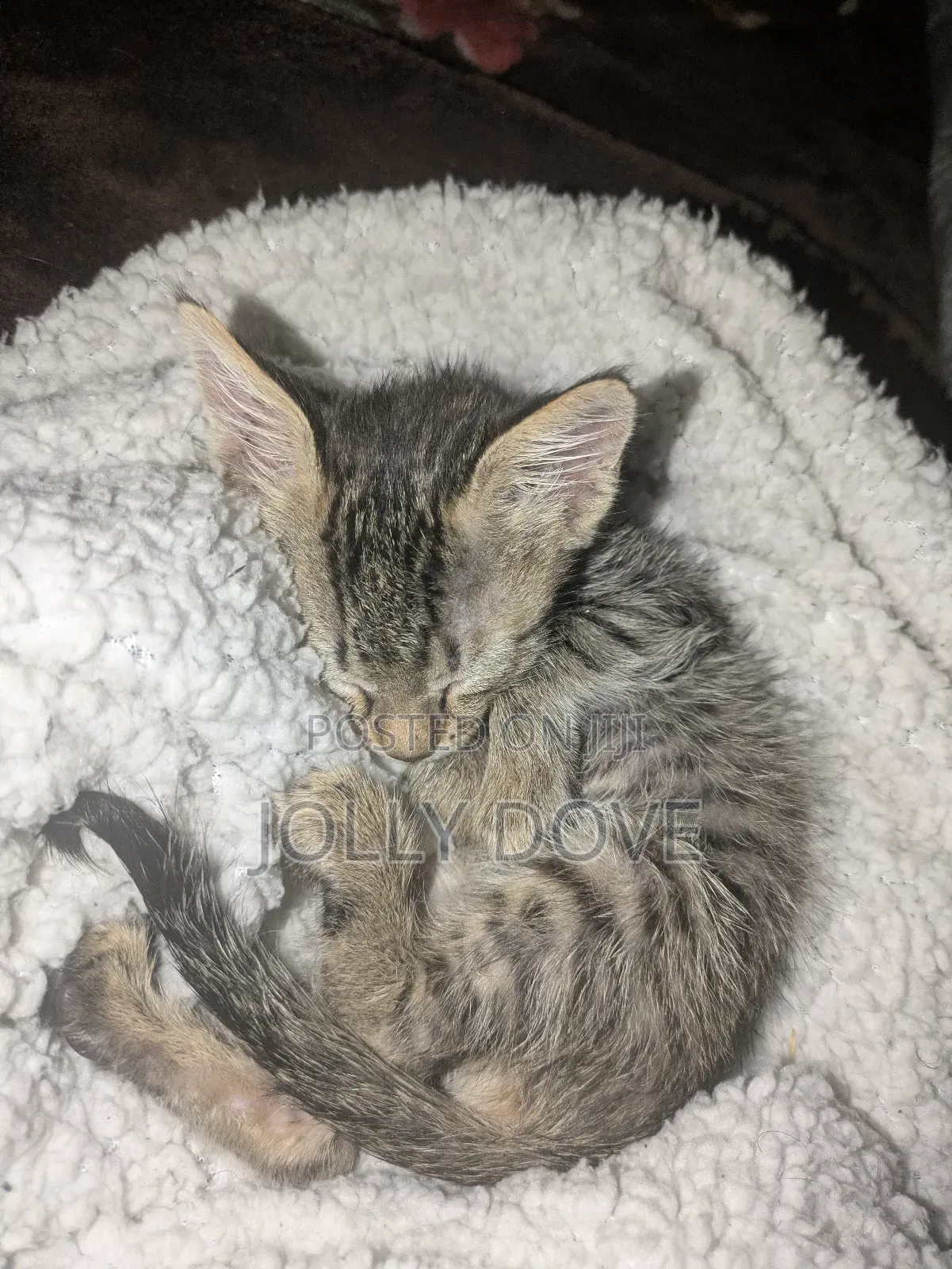 1-3 months Male Mixed Breed Abyssinian